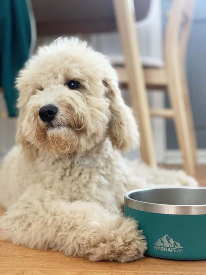 Non-Slip Stainless Steel Dog Bowl - Water and Food Dish for Small and Large Dogs - Available in 32oz and 64oz Sizes - White