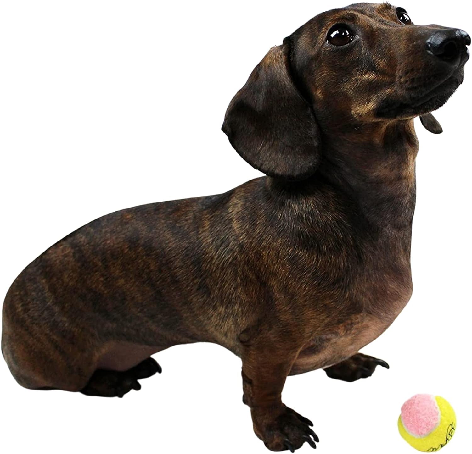 X-Small 1.5" Dog Tennis Balls – Pack of 12
